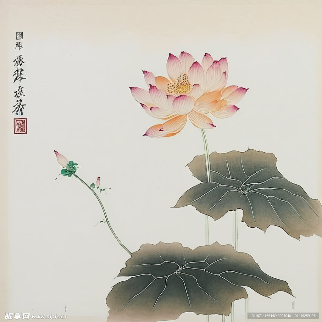 荷花图
