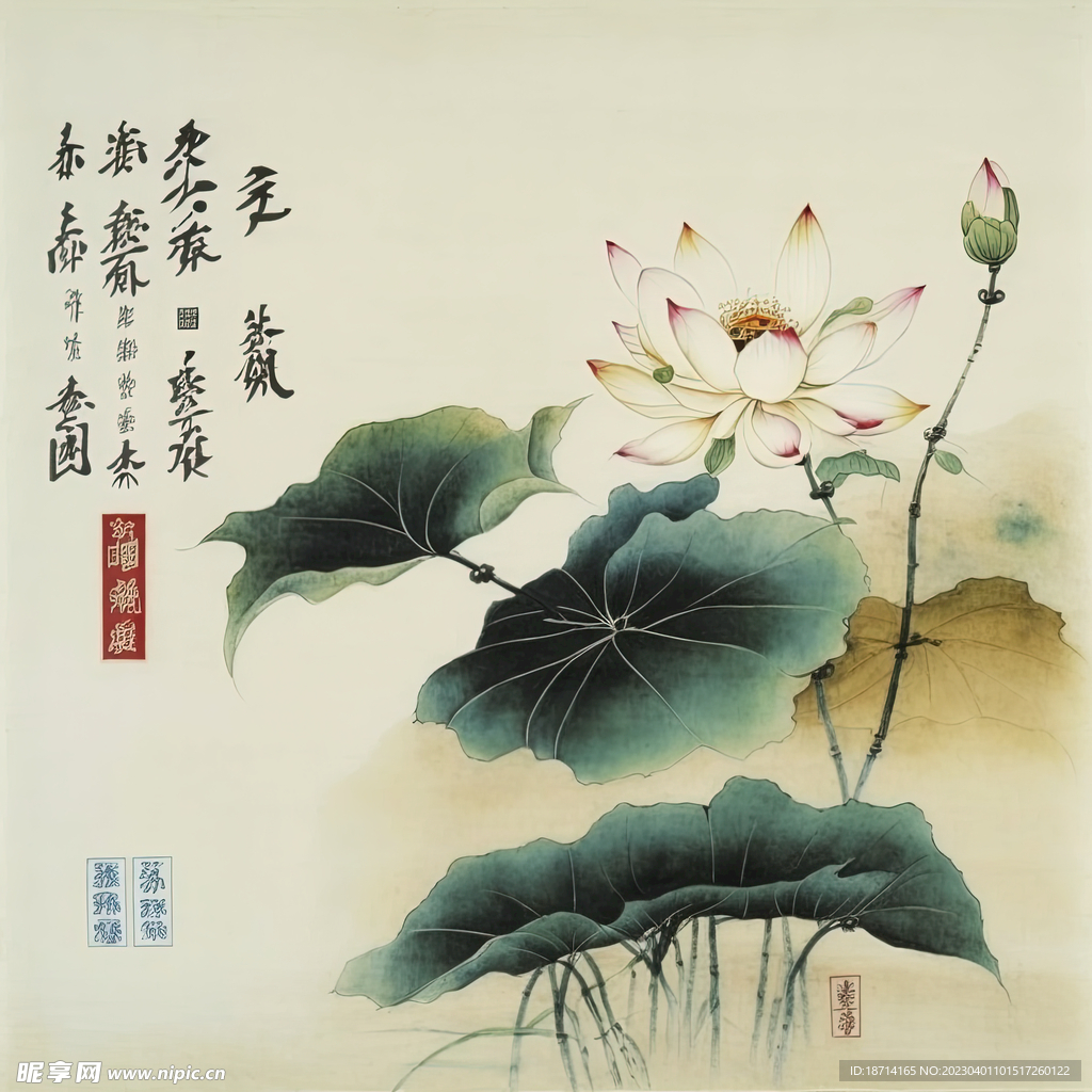 荷花图