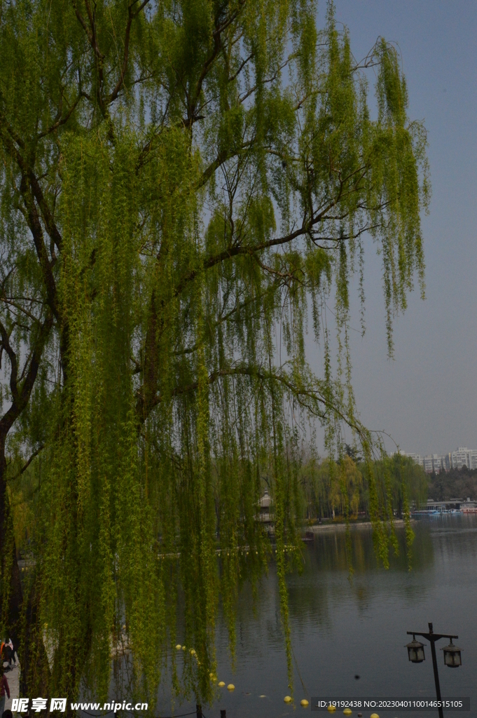 公园风景