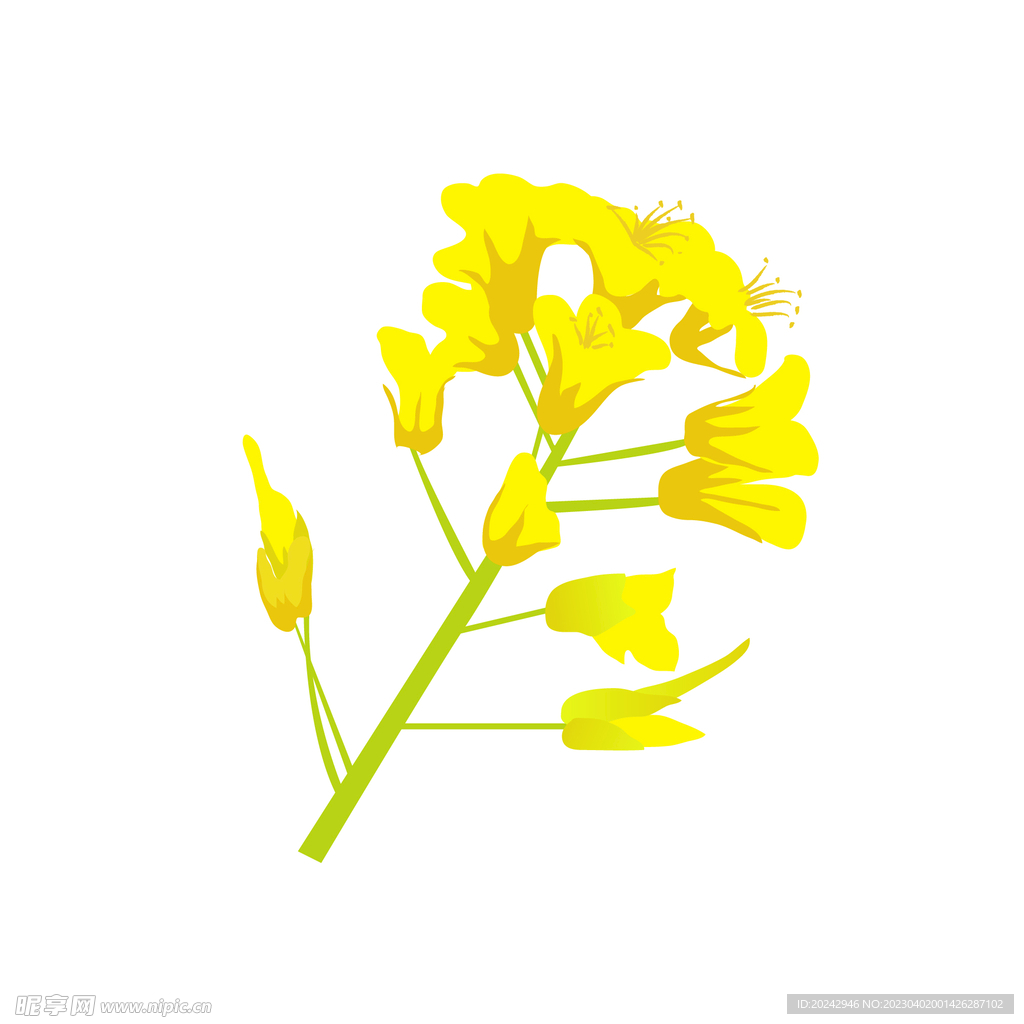 油菜花 