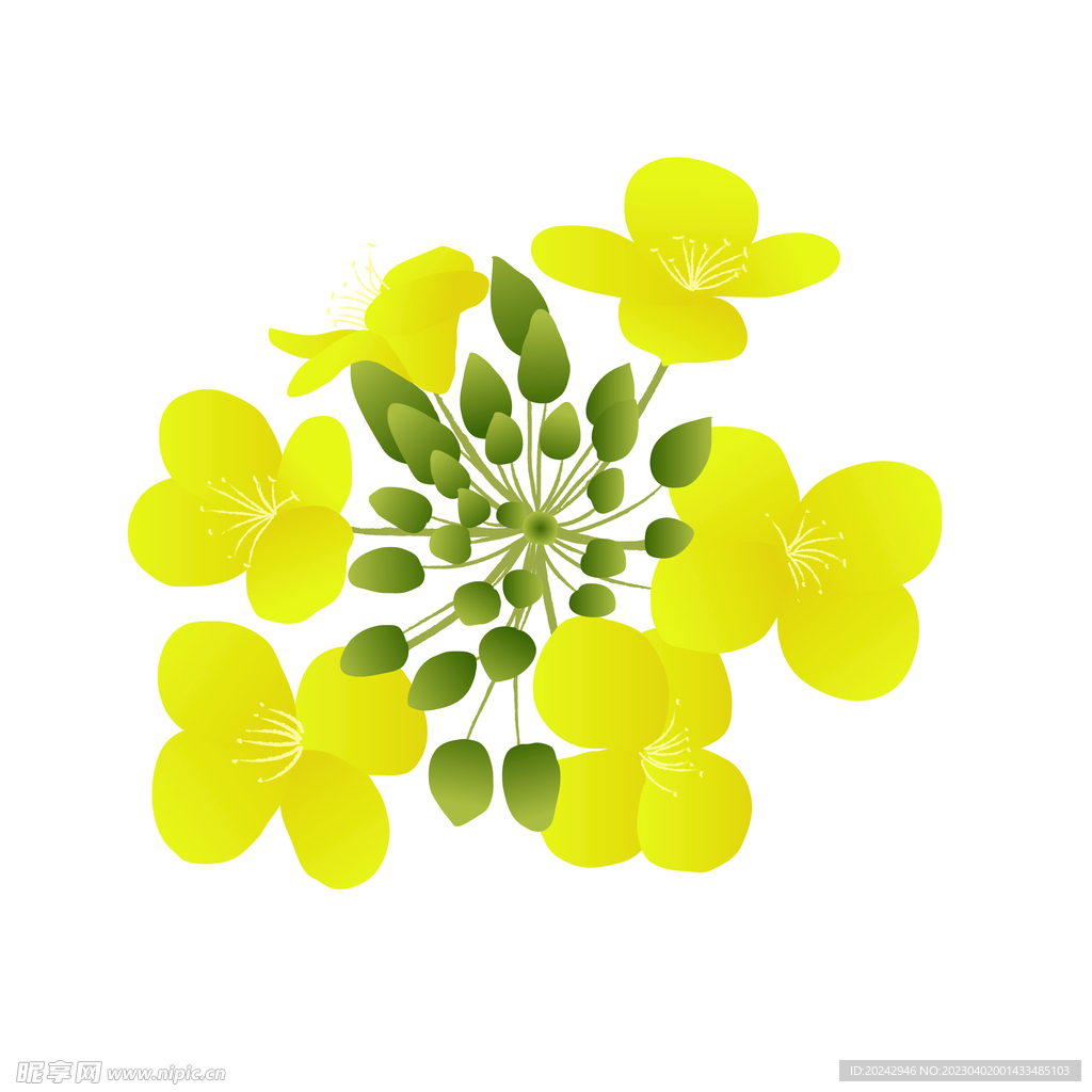 油菜花 