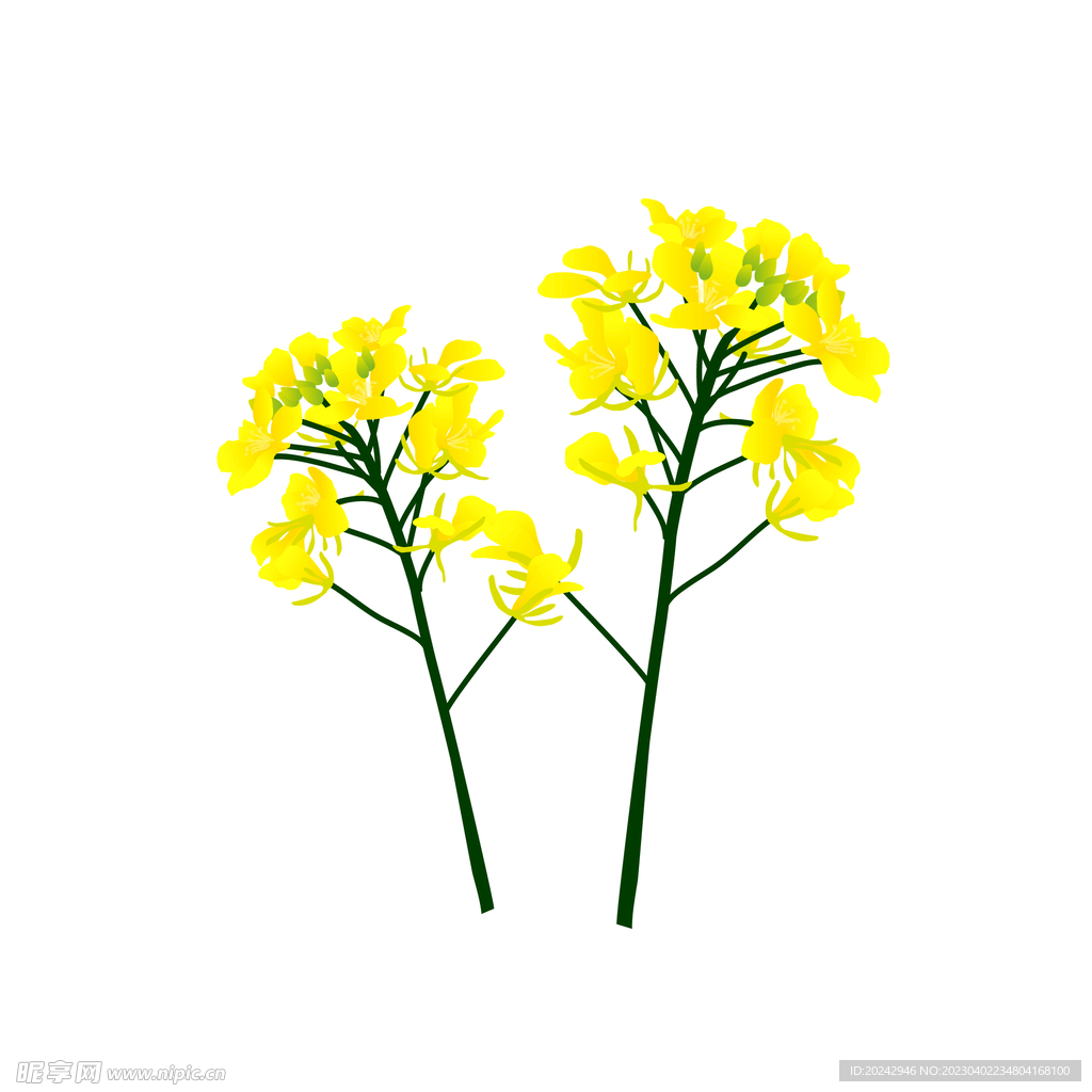 油菜花