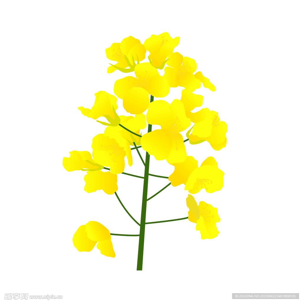 油菜花 