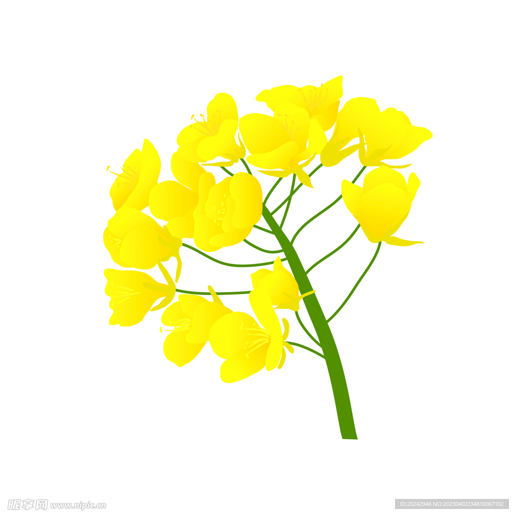 油菜花 
