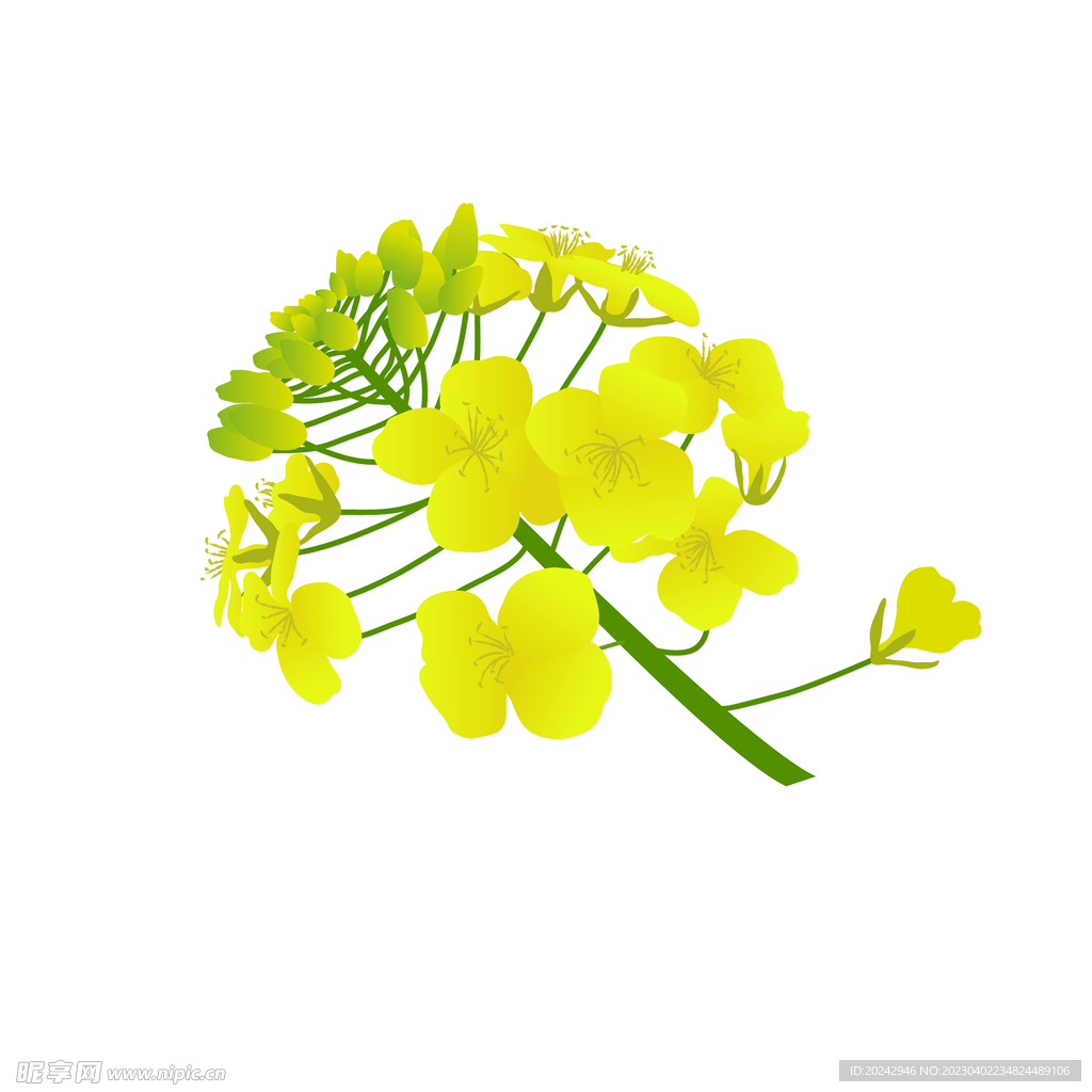油菜花 