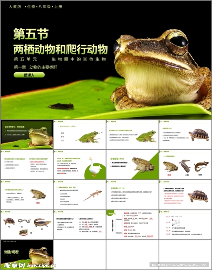 两栖动物和爬行动物