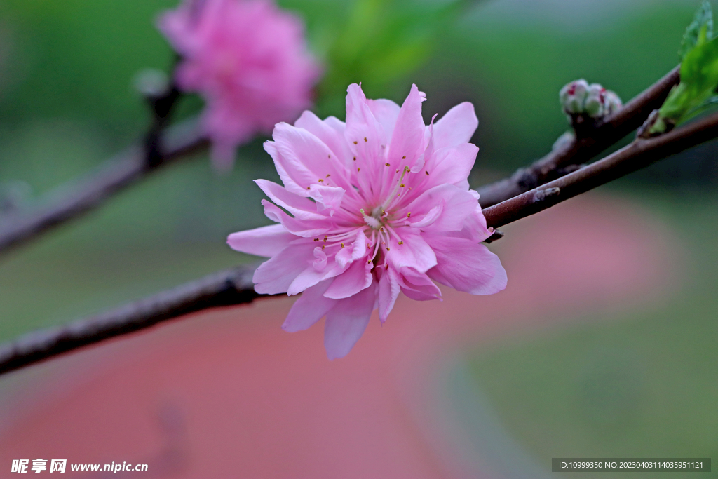 桃花