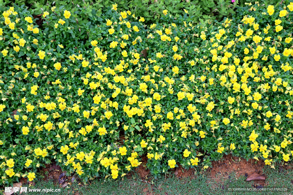 小黄花