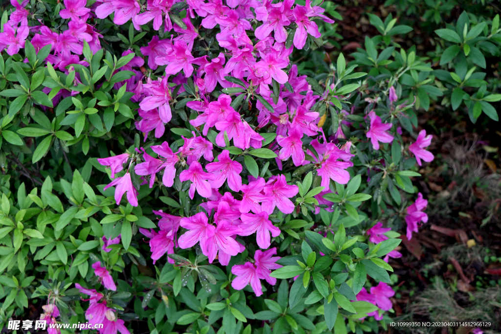 杜鹃花