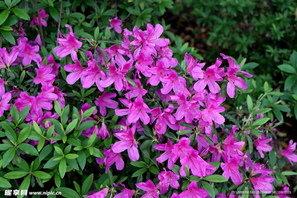 杜鹃花