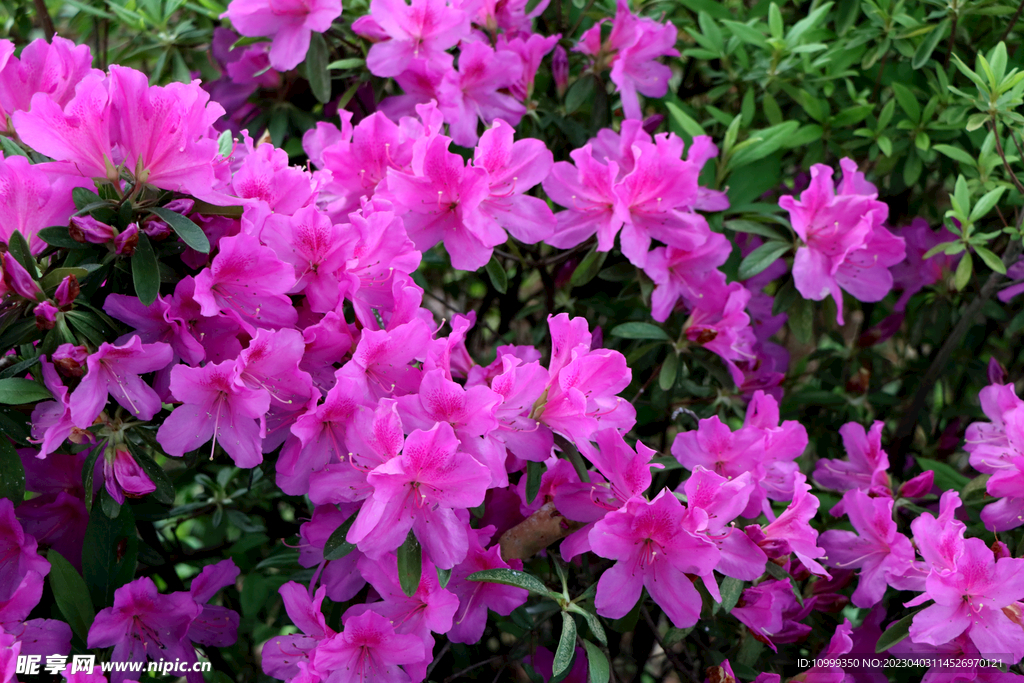 杜鹃花