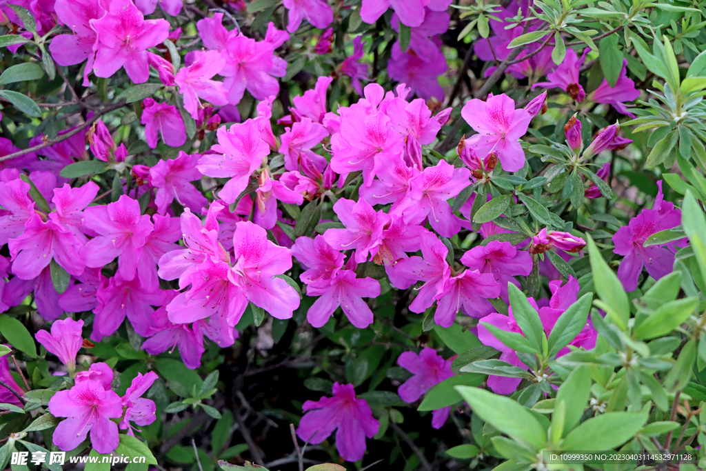 杜鹃花