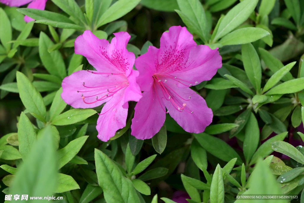 杜鹃花