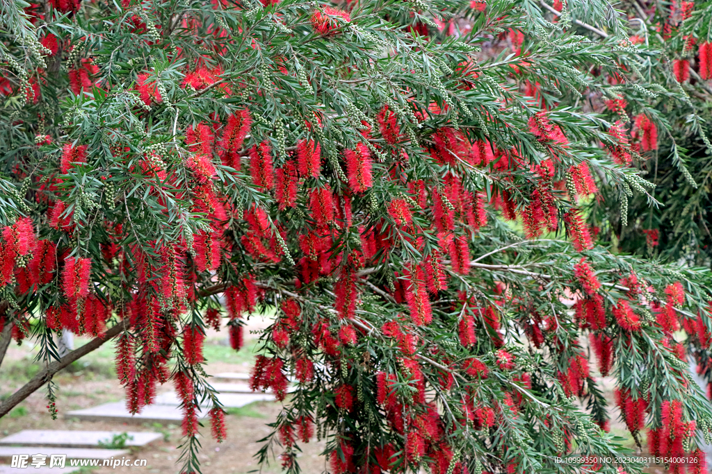 红千层