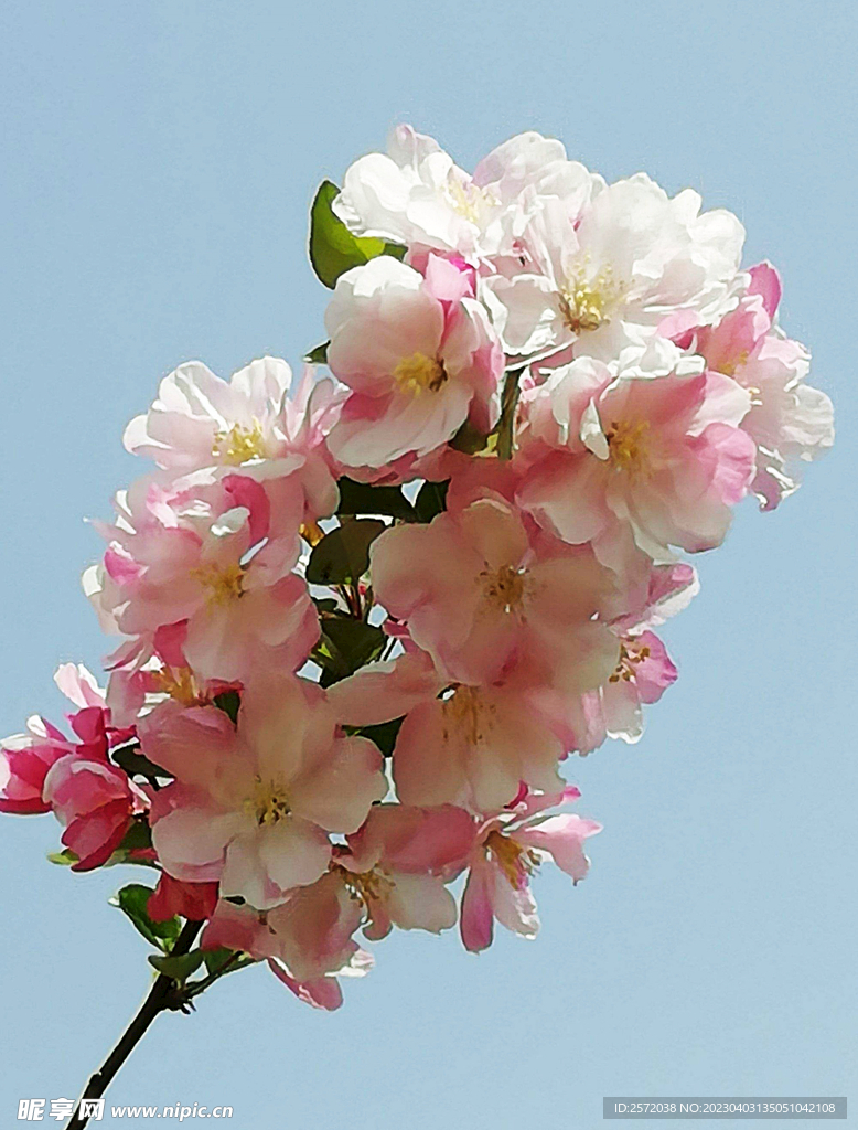 海棠花开