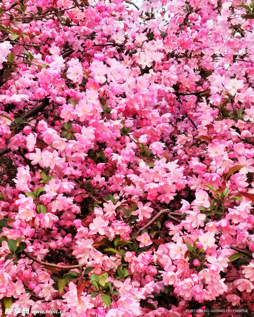 海棠花开