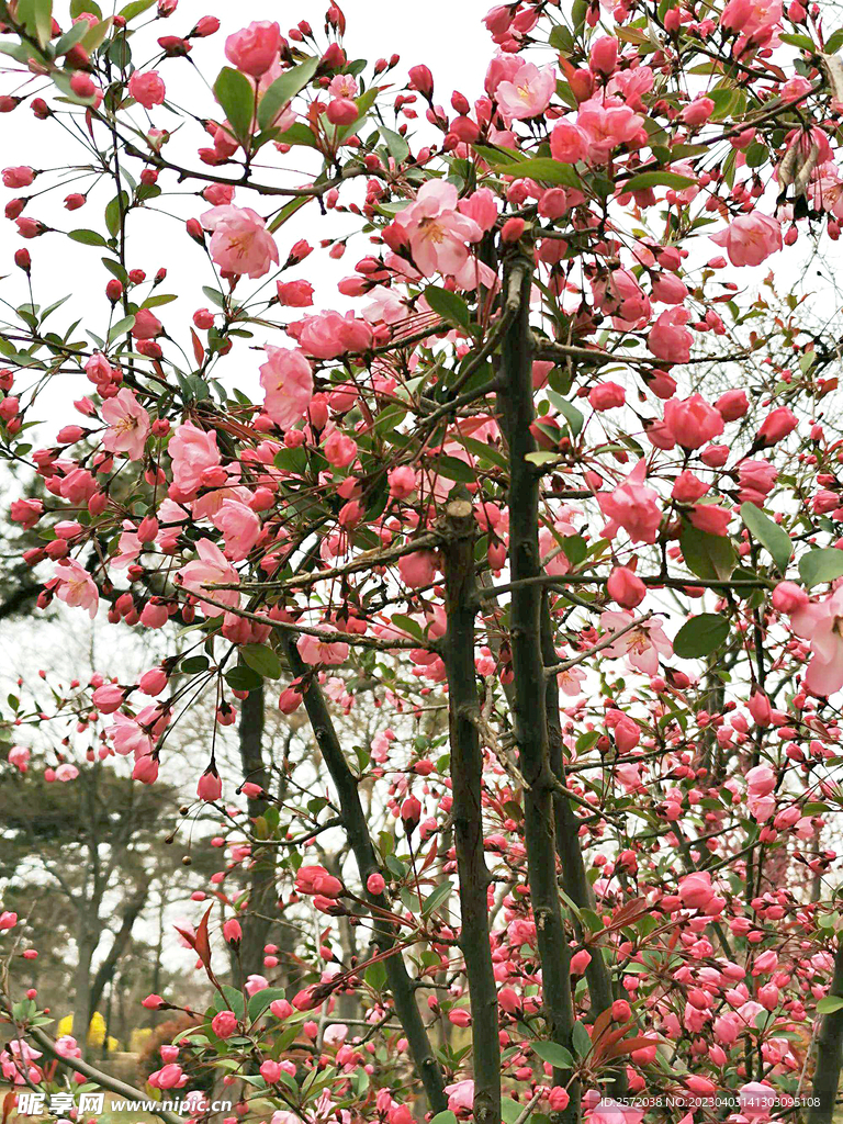 海棠花开