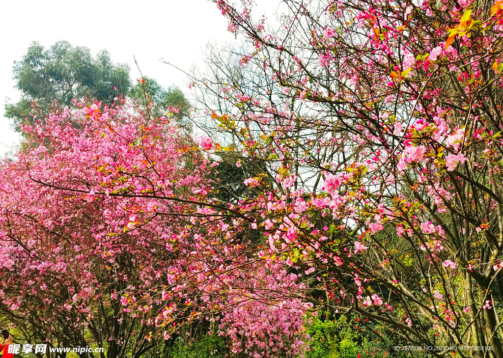 海棠花开