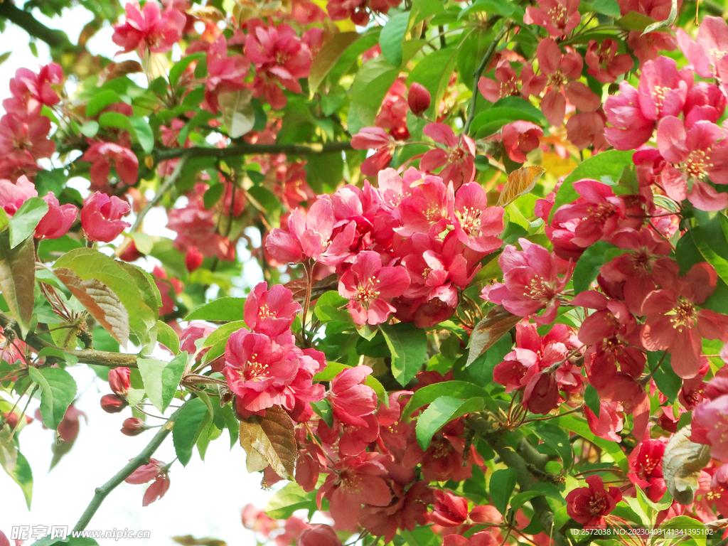 海棠花开