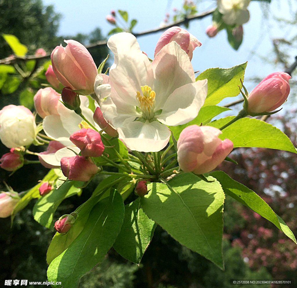 海棠花开