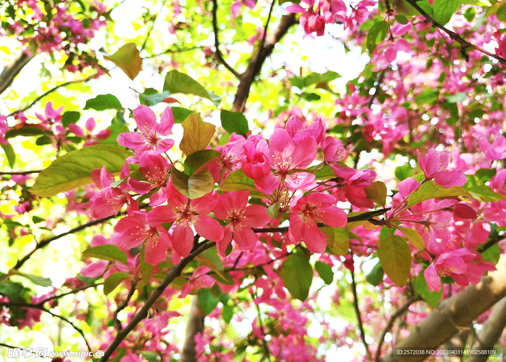 海棠花开