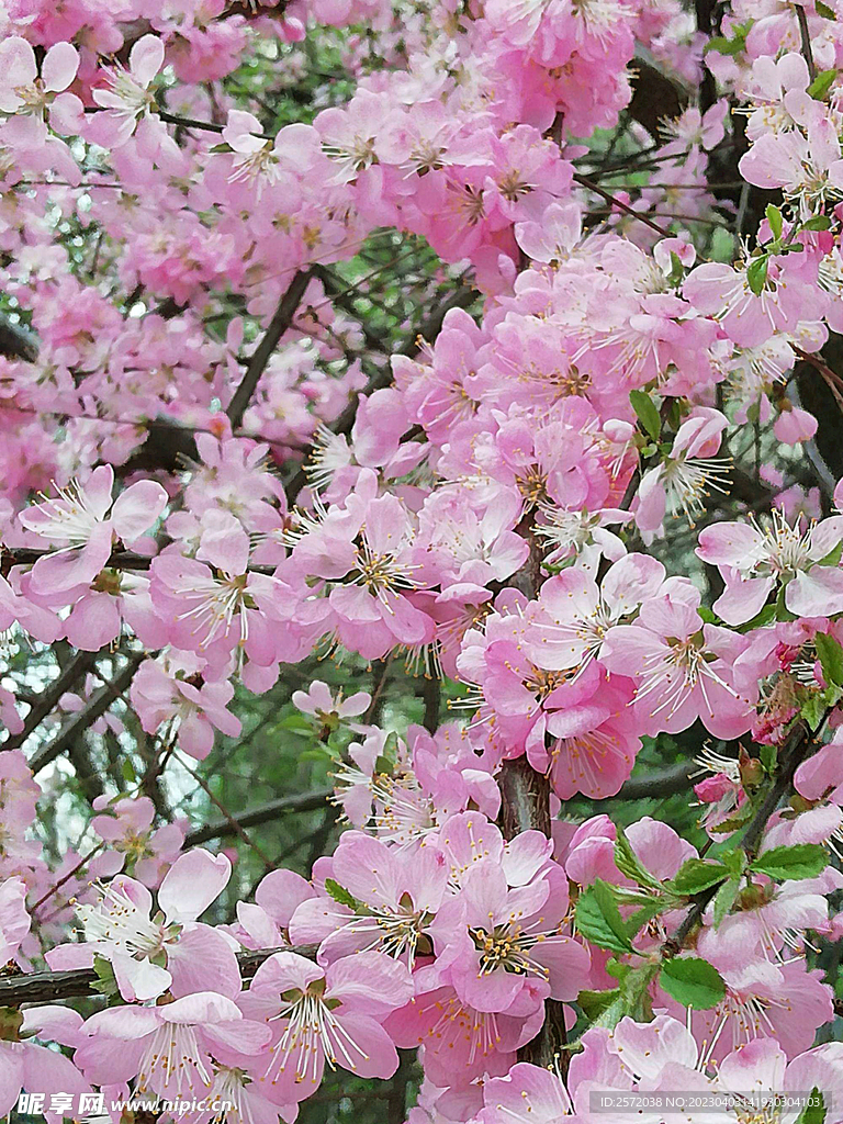 海棠花开