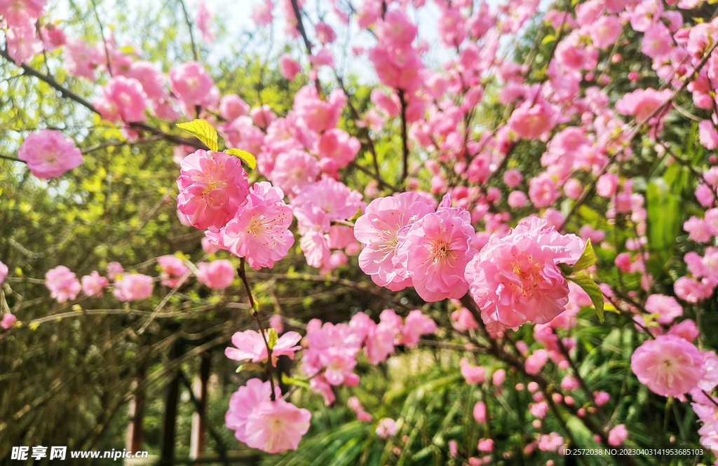 海棠花开
