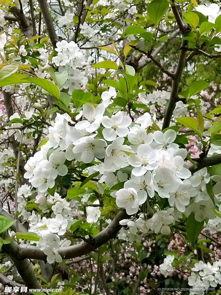 海棠花开