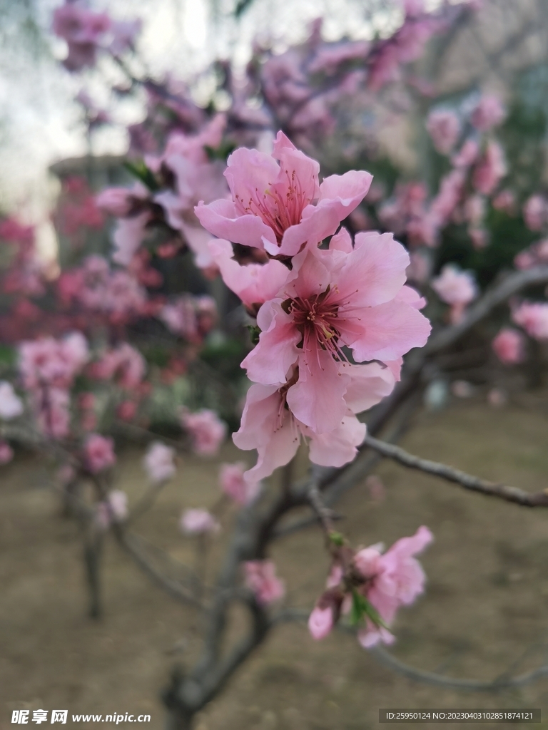桃花树