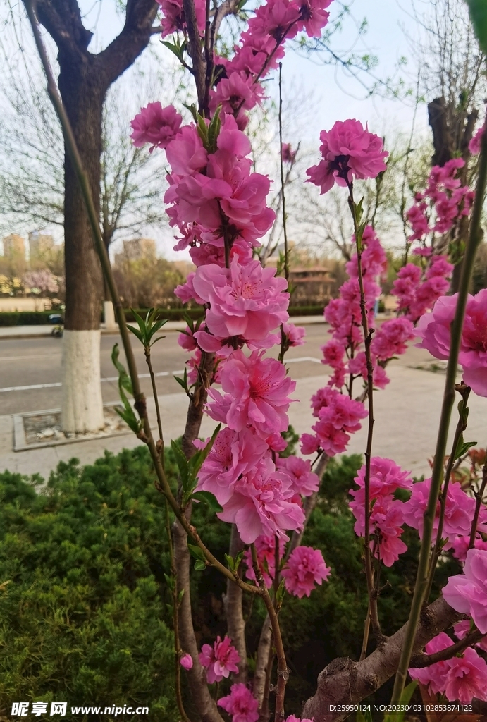 红叶碧桃