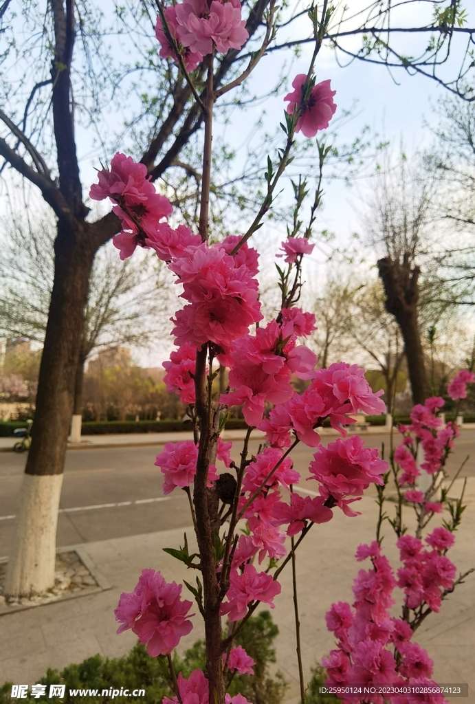 红叶碧桃