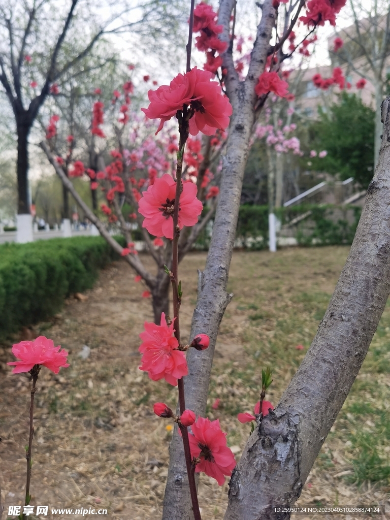 红叶碧桃