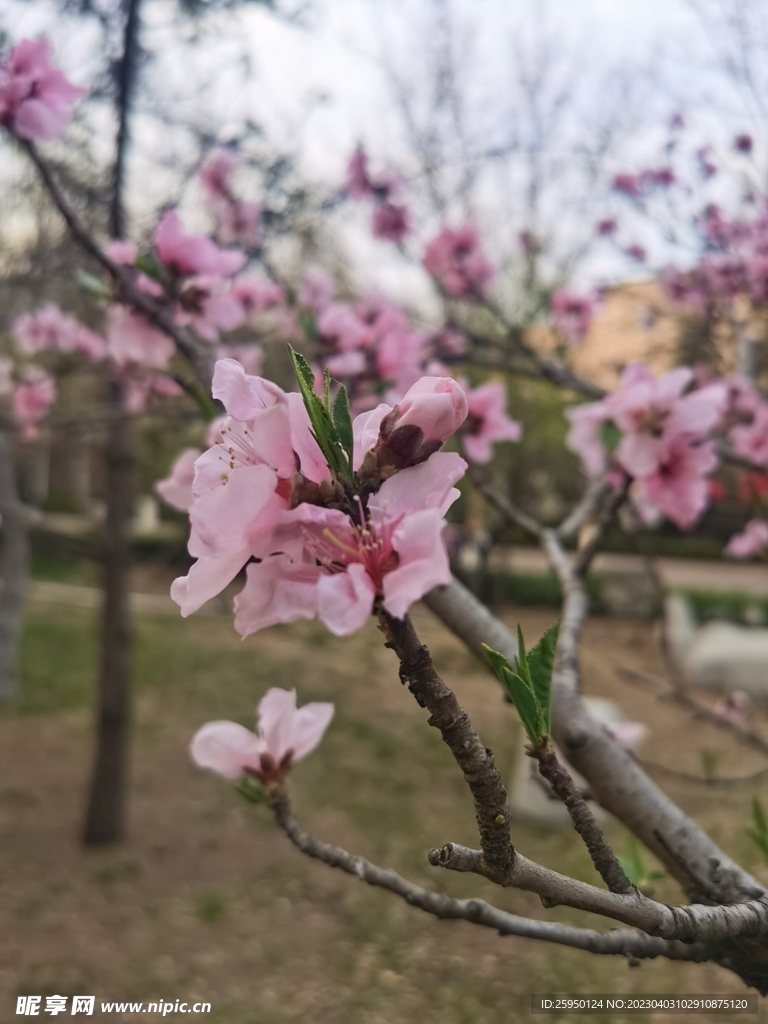 桃花