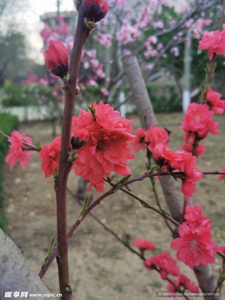 红叶碧桃