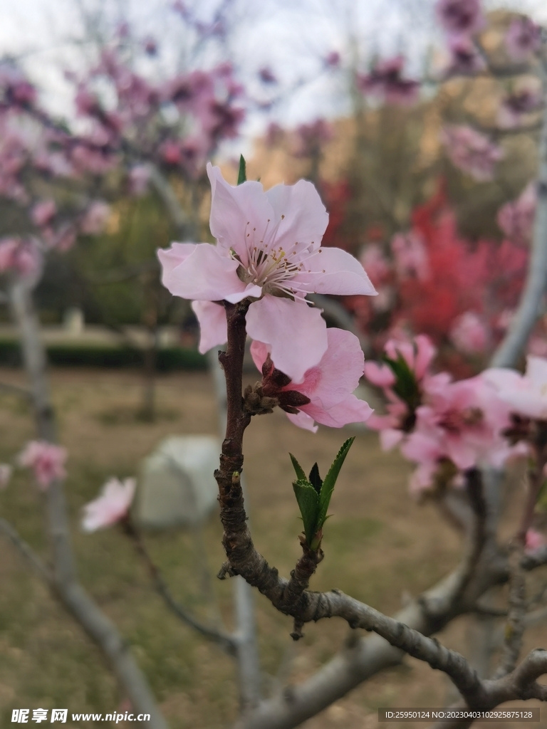 桃花