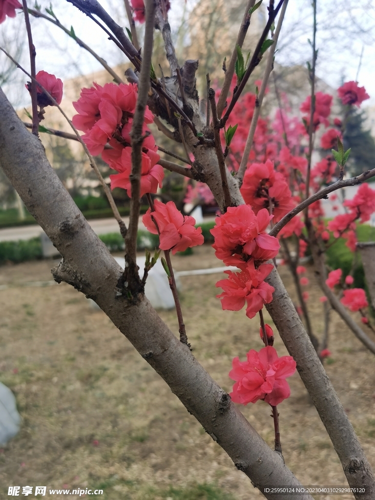 红叶碧桃