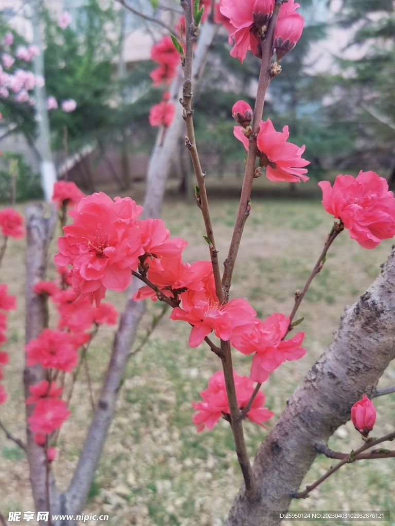 红叶碧桃