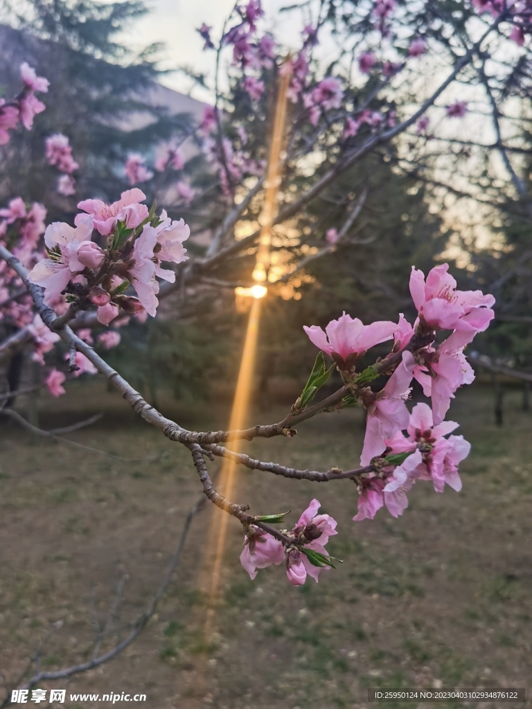 桃花