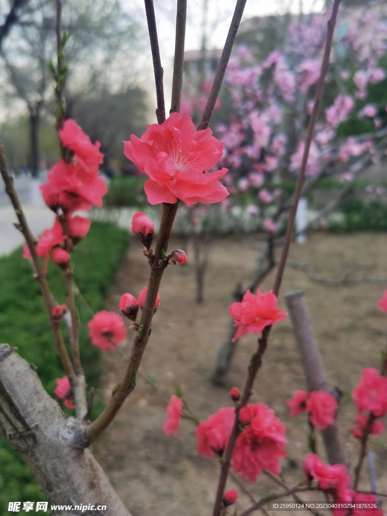 红叶碧桃