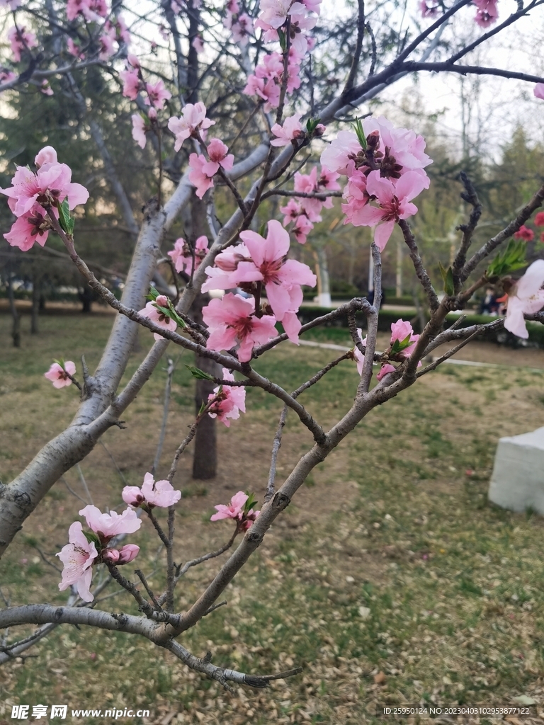 桃花树