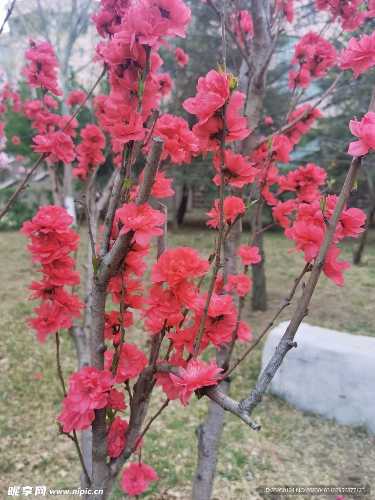红叶碧桃