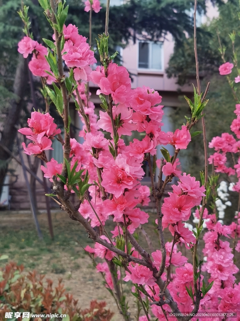 红叶碧桃