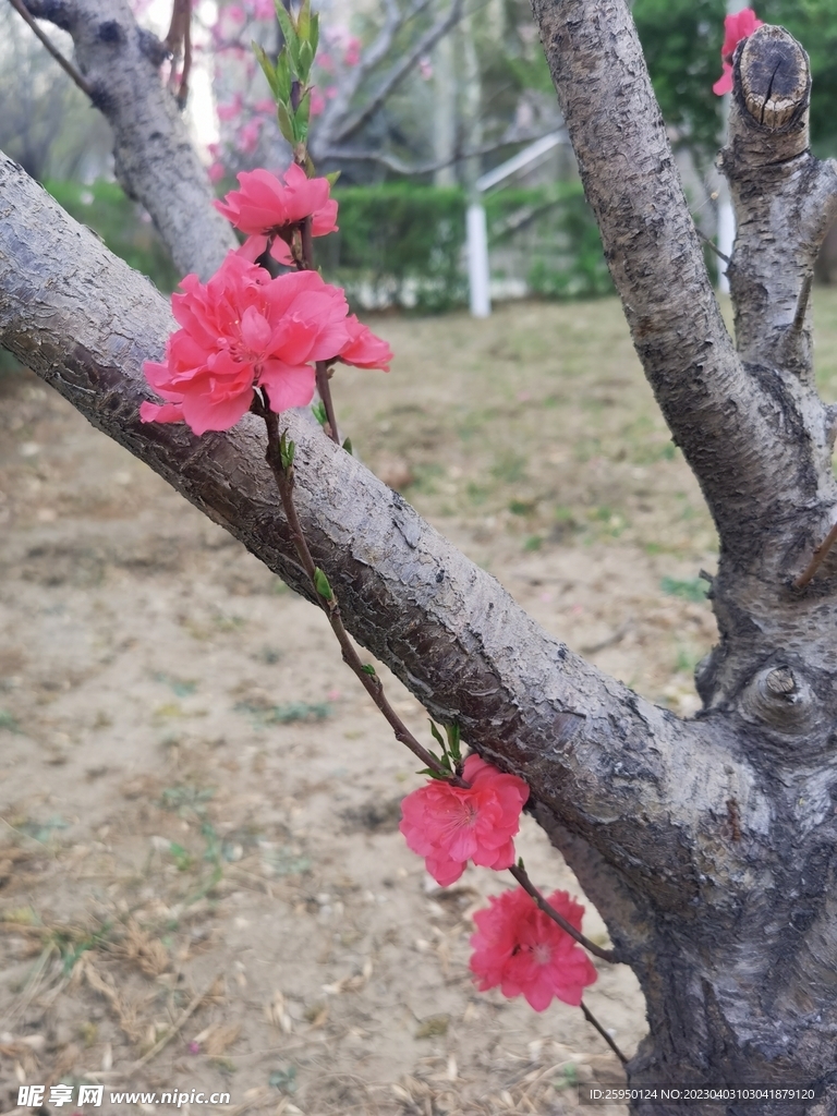 红叶碧桃