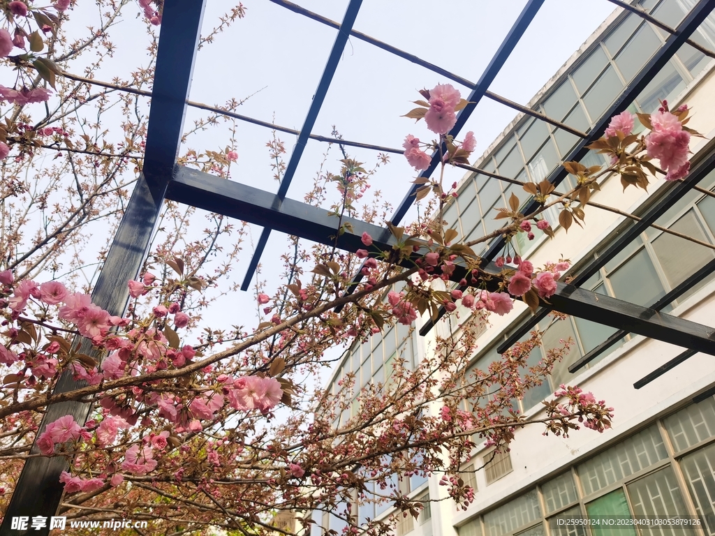 樱花