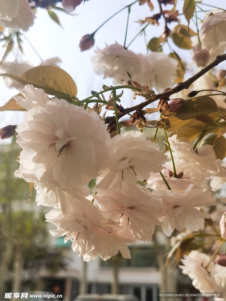 樱花