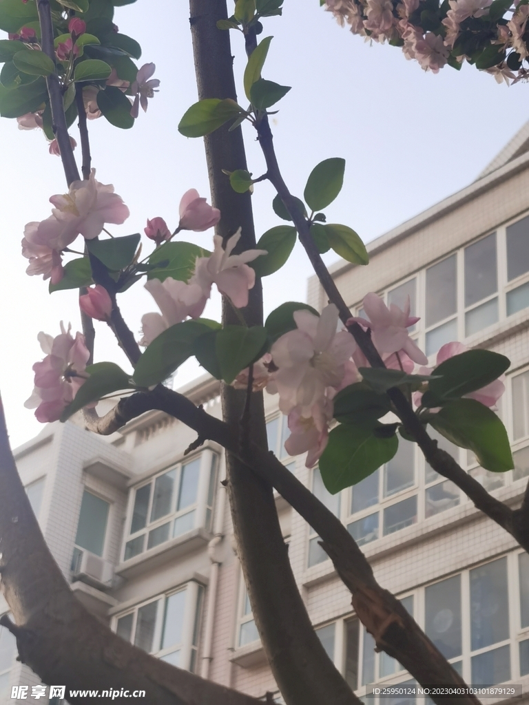 海棠花