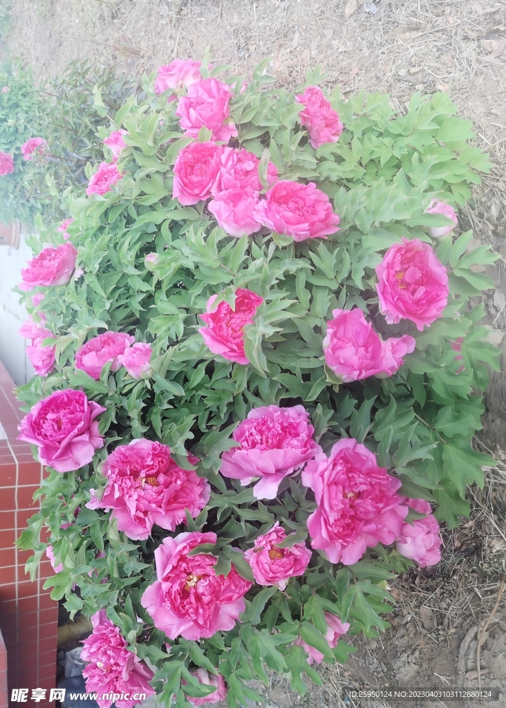 红牡丹