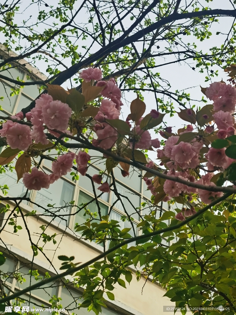樱花