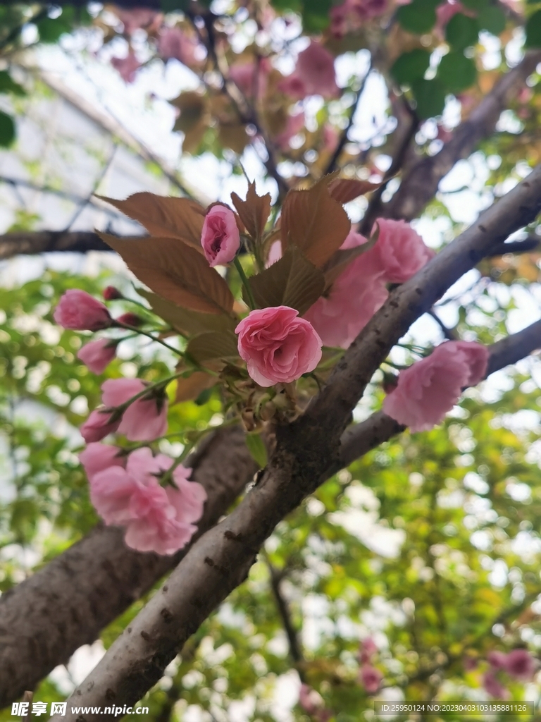 樱花