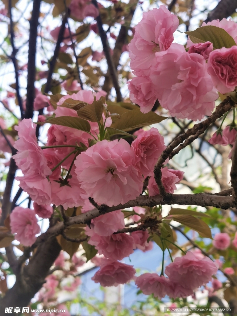 樱花